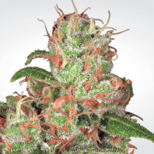 Paradise Seeds Auto Acid  -  Automatik  -  5 Samen