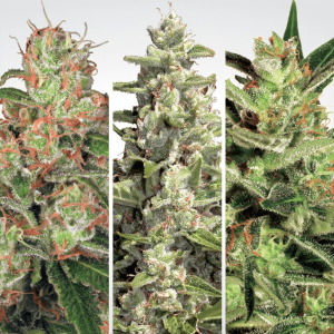 Paradise Seeds Auto Collection Pack # 2  -  Automatik  -...