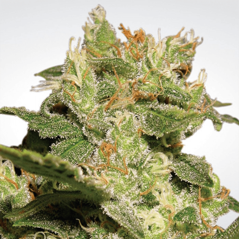 Paradise Seeds Auto Jack  -  Automatik  -  10 Samen