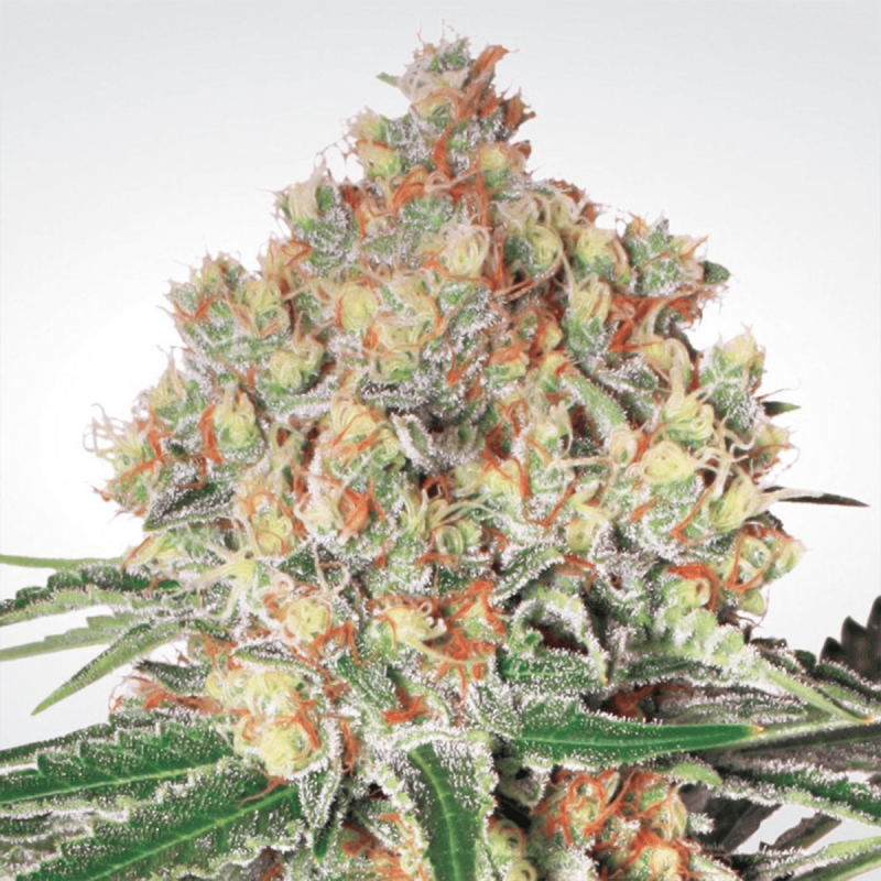 Paradise Seeds Auto Wappa  -  Automatik  -  10 Samen