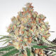 Paradise Seeds Auto Wappa  -  Automatik  -  10 Samen