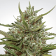 Paradise Seeds Auto White Berry  -  Automatik  -  5 Samen
