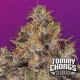 Paradise Seeds Blue Kush Berry | Tommy Chongs collection | Feminisiert | 10 Samen
