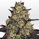 Paradise Seeds El Dorado OG | Feminisiert | 5 Samen
