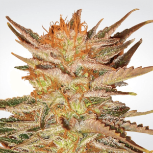 Paradise Seeds Ice Cream | Feminisiert | 10 Samen