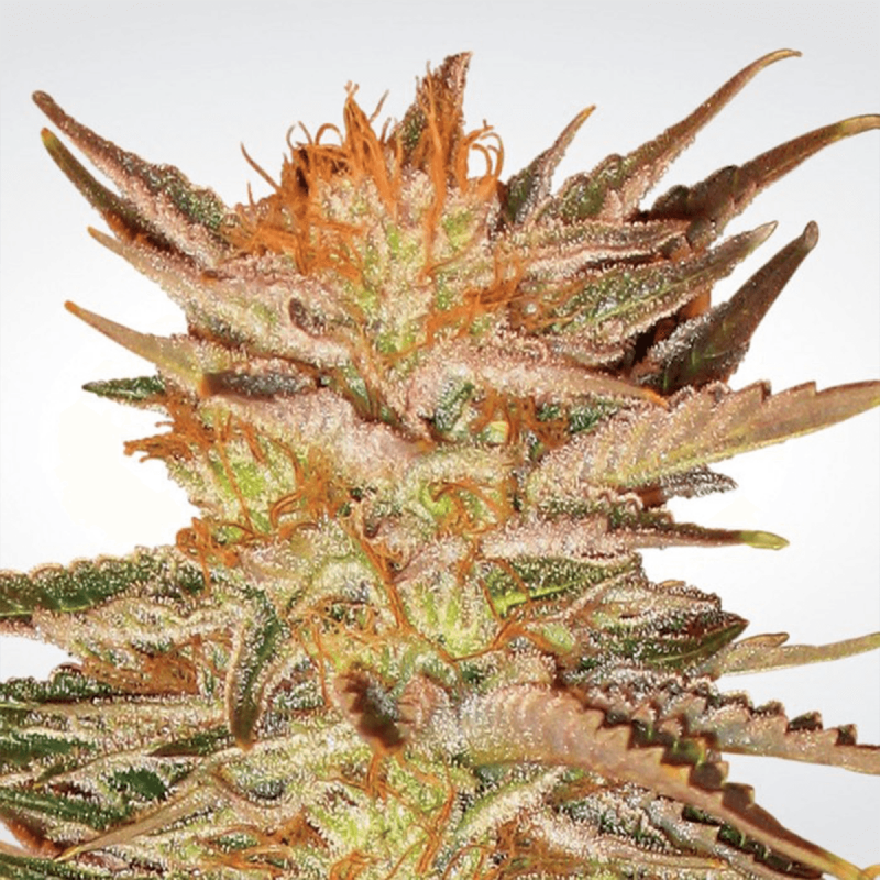 Paradise Seeds Ice Cream | Feminisiert | 5 Samen
