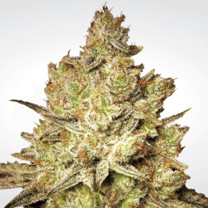 Paradise Seeds Jacky White | Feminisiert | 5 Samen
