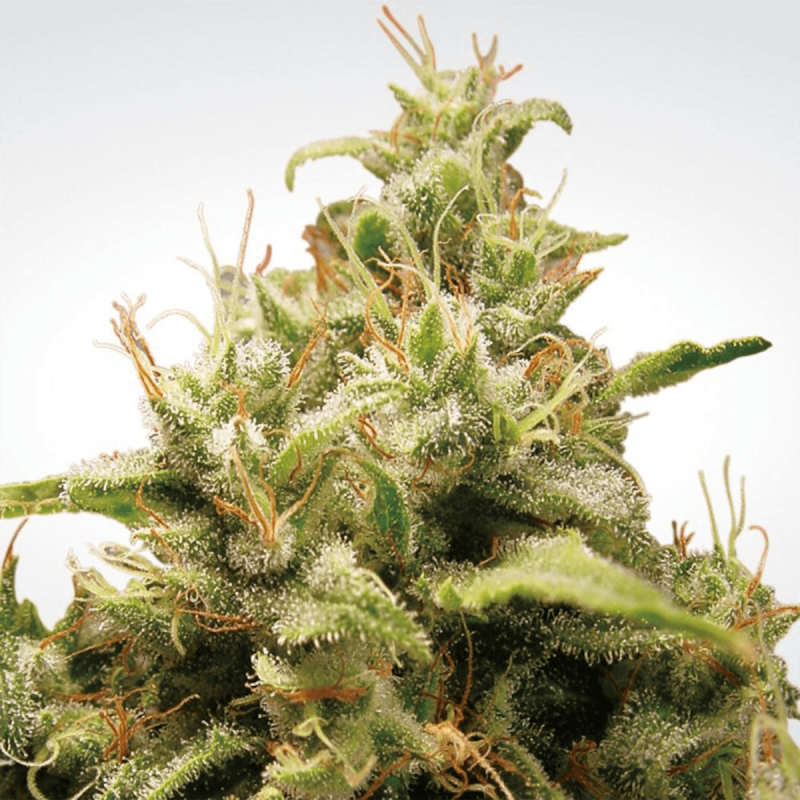 Paradise Seeds Opium | Feminisiert | 5 Samen