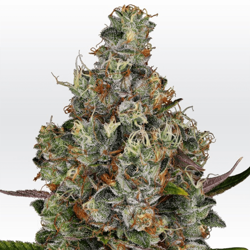 Paradise Seeds Rainbow Road - Feminized - 5 seeds