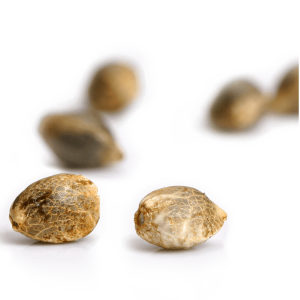 Paradise Seeds Rainbow Road | Feminisiert | 5 Samen