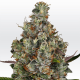 Paradise Seeds Rainbow Road - Feminized - 5 seeds