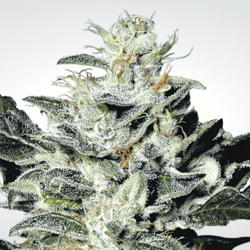 Paradise Seeds Sensi Star - Feminized - 10 seeds