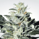 Paradise Seeds Sensi Star - Feminized - 10 seeds