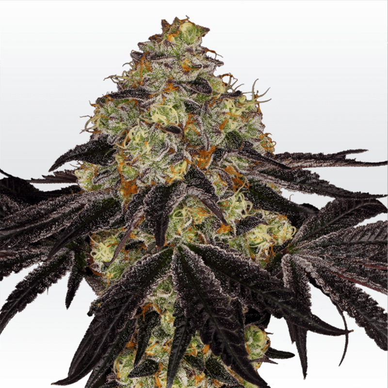 Paradise Seeds Sunset Paradise - Feminized - 10 seeds