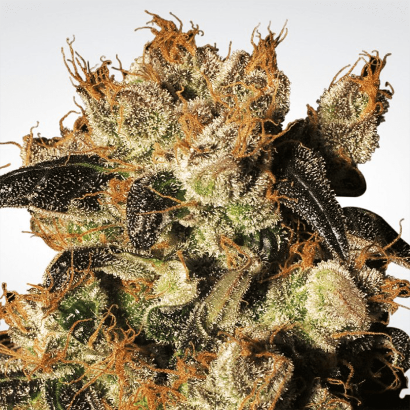 Paradise Seeds White Berry | Feminisiert | 10 Samen